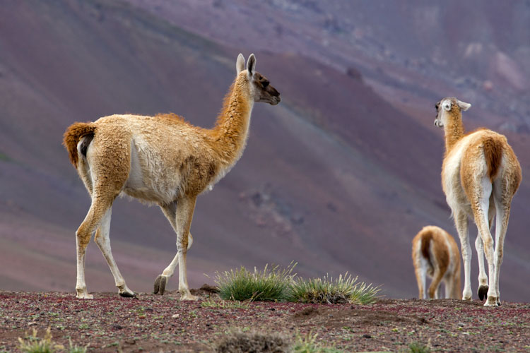 Argentina: Laguna Diamante - Guanaco