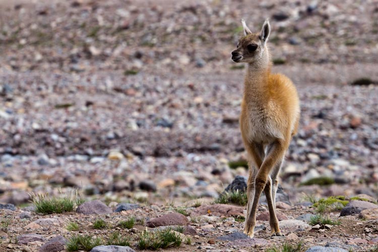 Argentina: Laguna Diamante - Guanaco