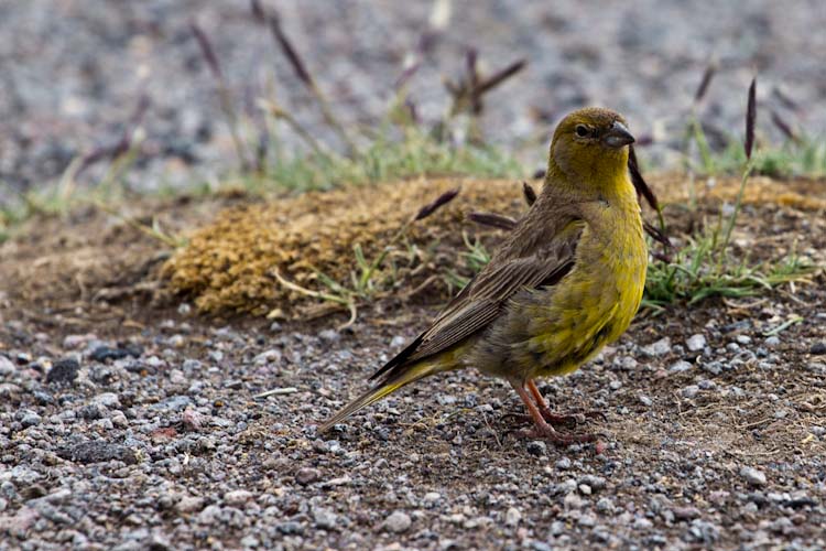 Argentina: Laguna Diamante - bird