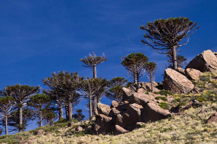 Argentina: Lake District - Lago Alumine: funny trees