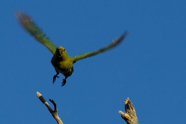 Argentina: NP Lanin - nice birds