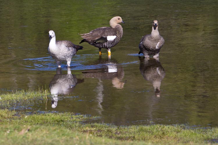 Argentina: Lake District - before NP Los Alerces: gooses