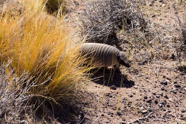 Argentina: Reserva Payen - so cute