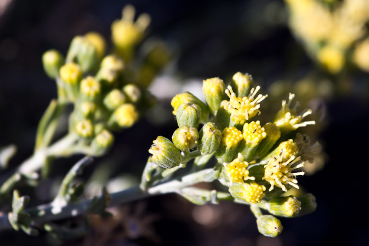 Argentina: Reserva Payen - nice flowers