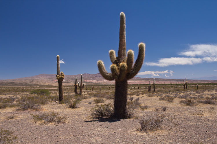 Argentina: Ruta 40 to Cafayate - Valle de los Cardonnes