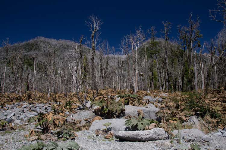Chile: Carretera Austral - NP Pumalin: death trees