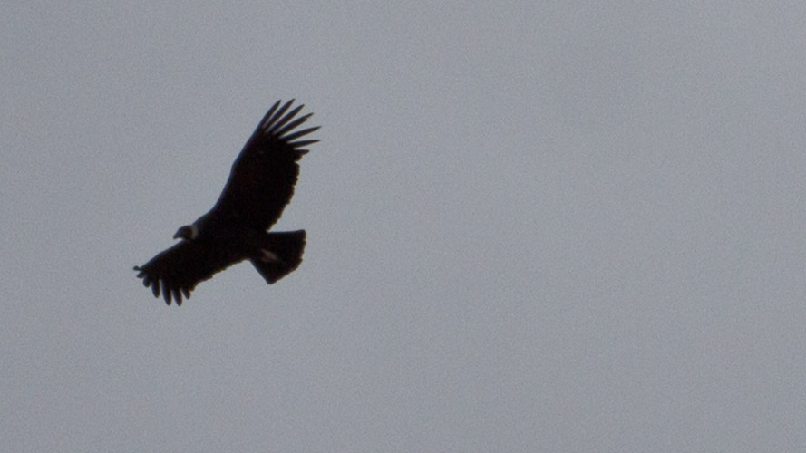 Chile: Conservation Patagonia - Condor