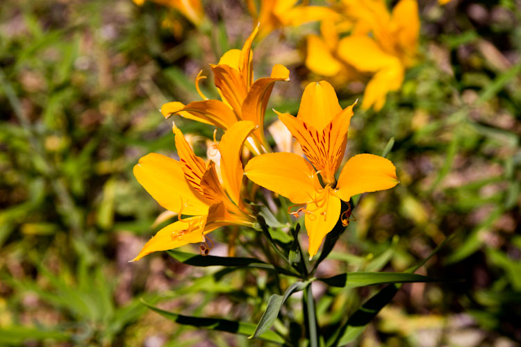 Chile: Paso Mamuil Malal - Flowers