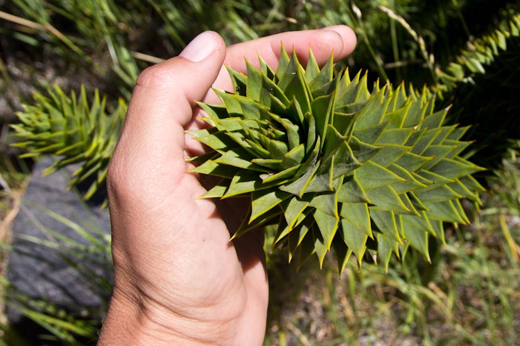 Chile: Paso Mamuil Malal - Plants