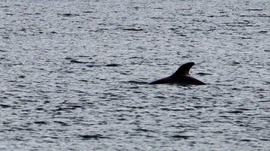 Chile: Magellan Street - Dolphin