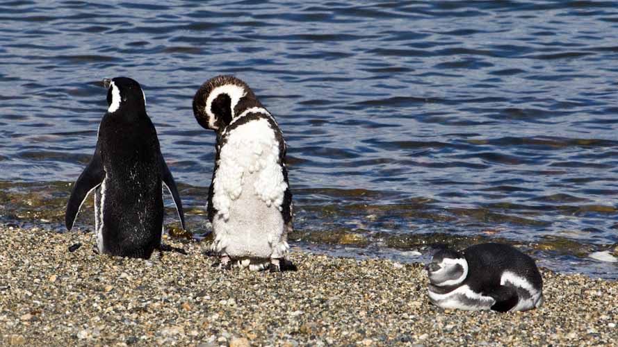 Chile: Seno Otway - THE PENGUINS