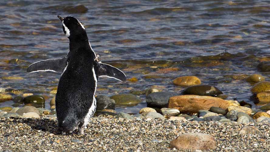 Chile: Seno Otway - THE PENGUINS