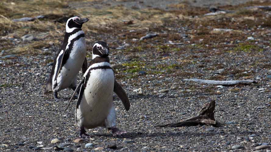 Chile: Seno Otway - THE PENGUINS