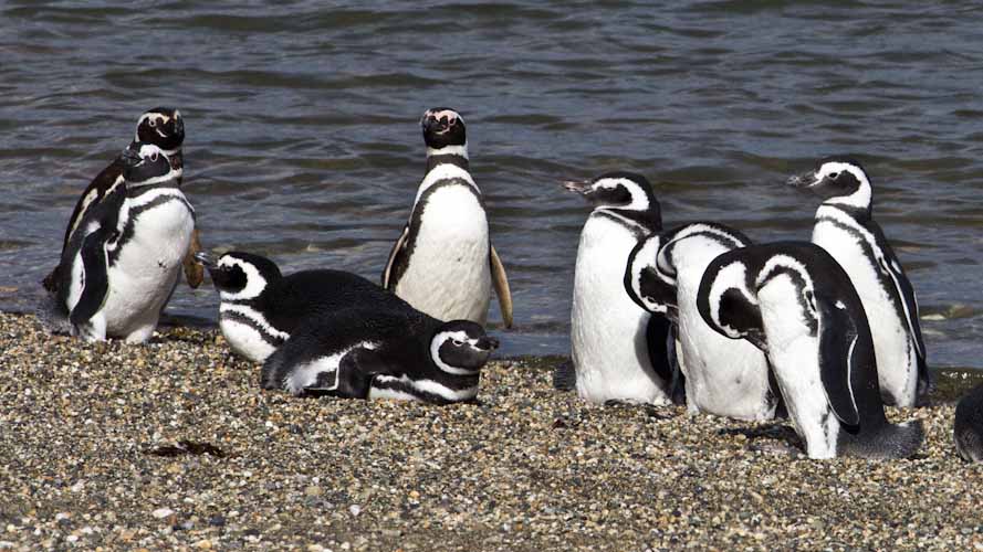 Chile: Seno Otway - THE PENGUINS