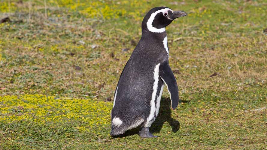 Chile: Seno Otway - THE PENGUINS