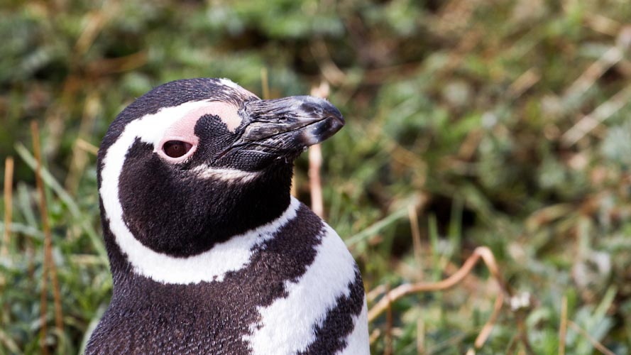 Chile: Seno Otway - THE PENGUINS