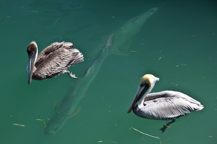 USA: Florida - Key West