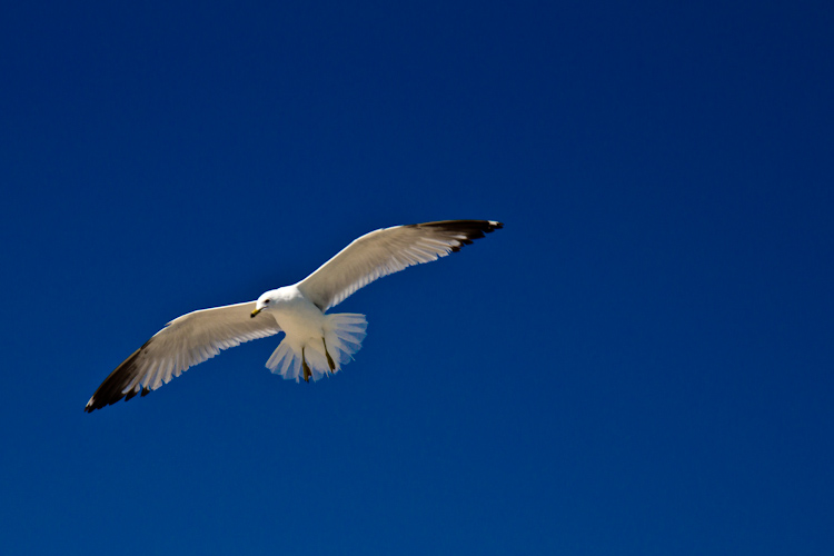 USA: Florida - Miami: Key Biscane Beach Sea Bird