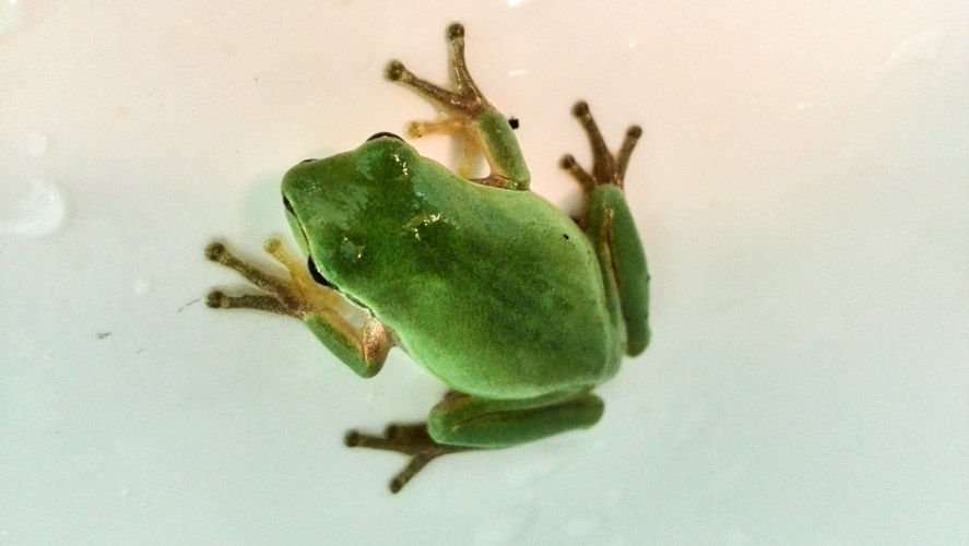 Unser "Spülfrosch"