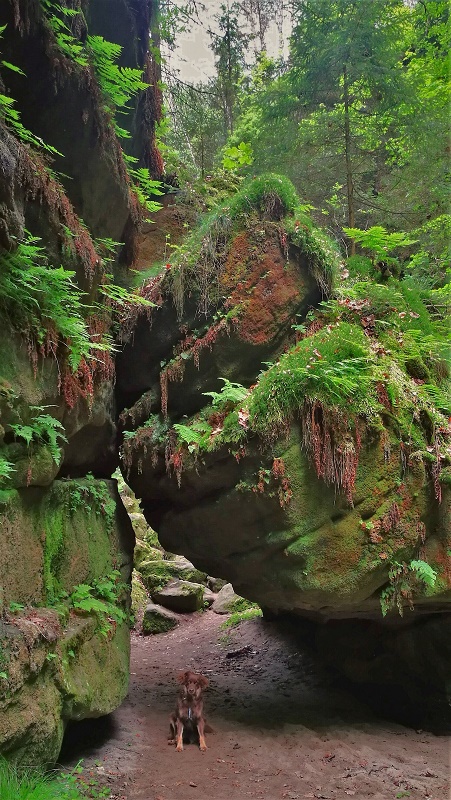 Sächsische Schweiz - Uttenwalder Grund