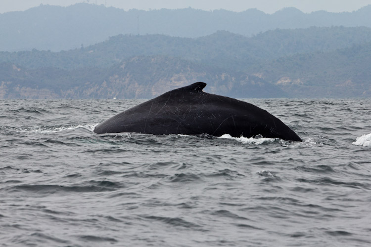 Whale Watching in Ecuador ...