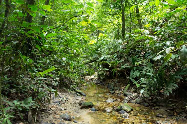 n den Weiten des Amazonas ... / In the great wide open of the Amazon region ...