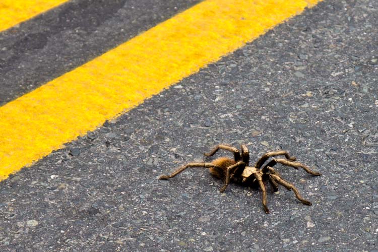 Riesige Spinne / Huge Spider
