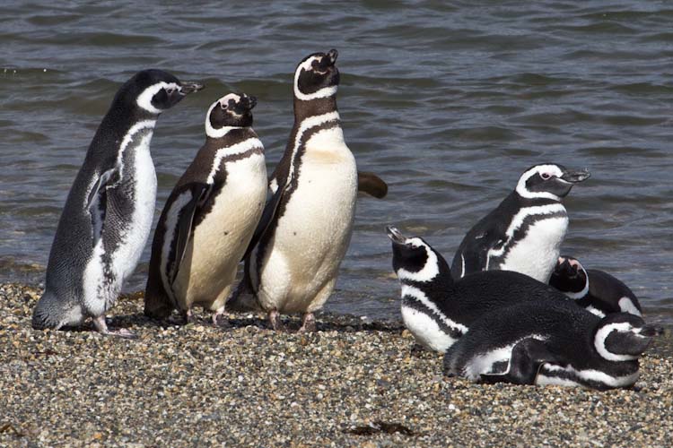 Pinguine / Penguins
