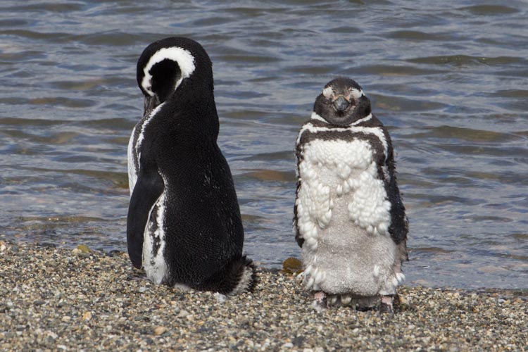 Pinguine / Penguins