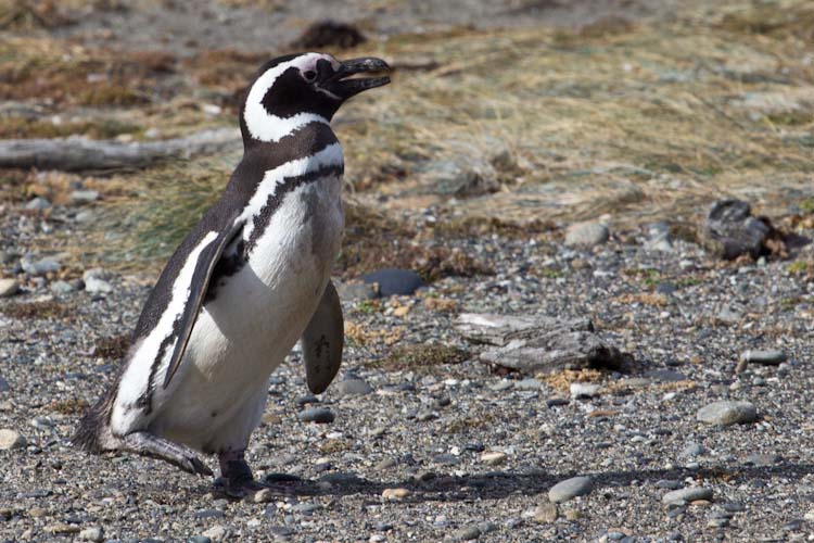 Pinguine / Penguins