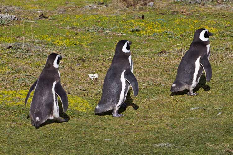 Pinguine / Penguins