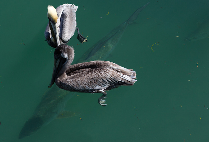 Florida Keys - Pelicans