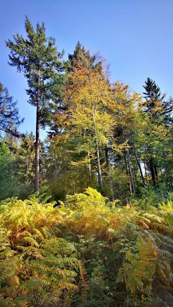 Odenwald