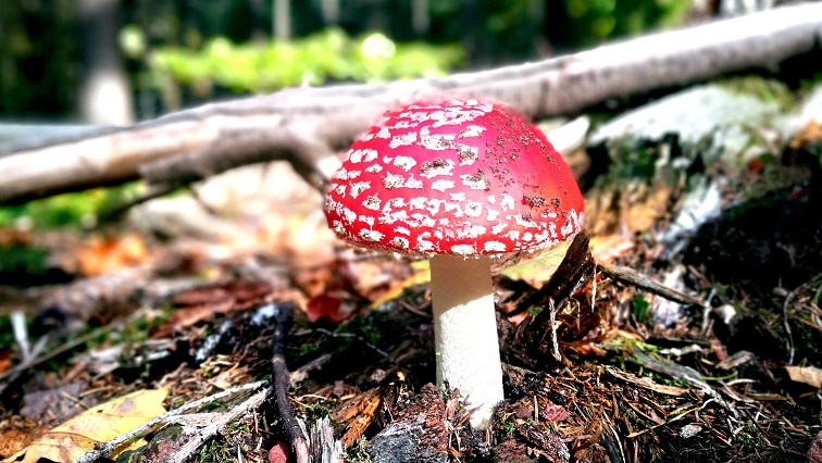 Fliegenpilz ;-)