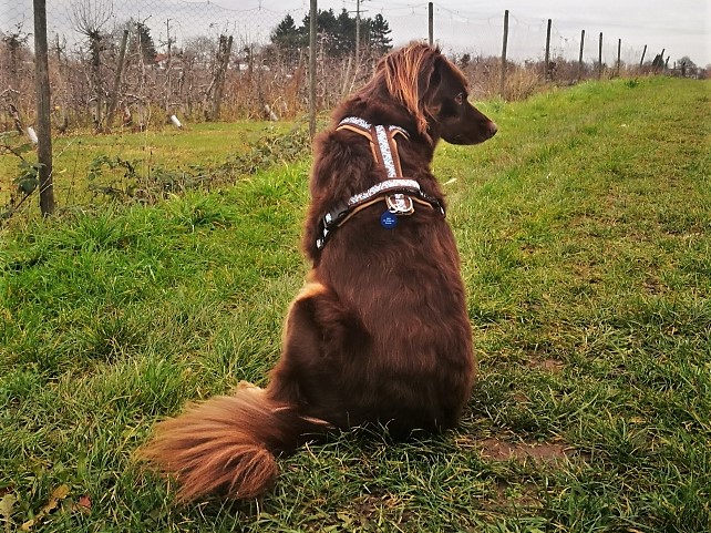 Moccas neues Geschirr von Doggish stuff by Katarina