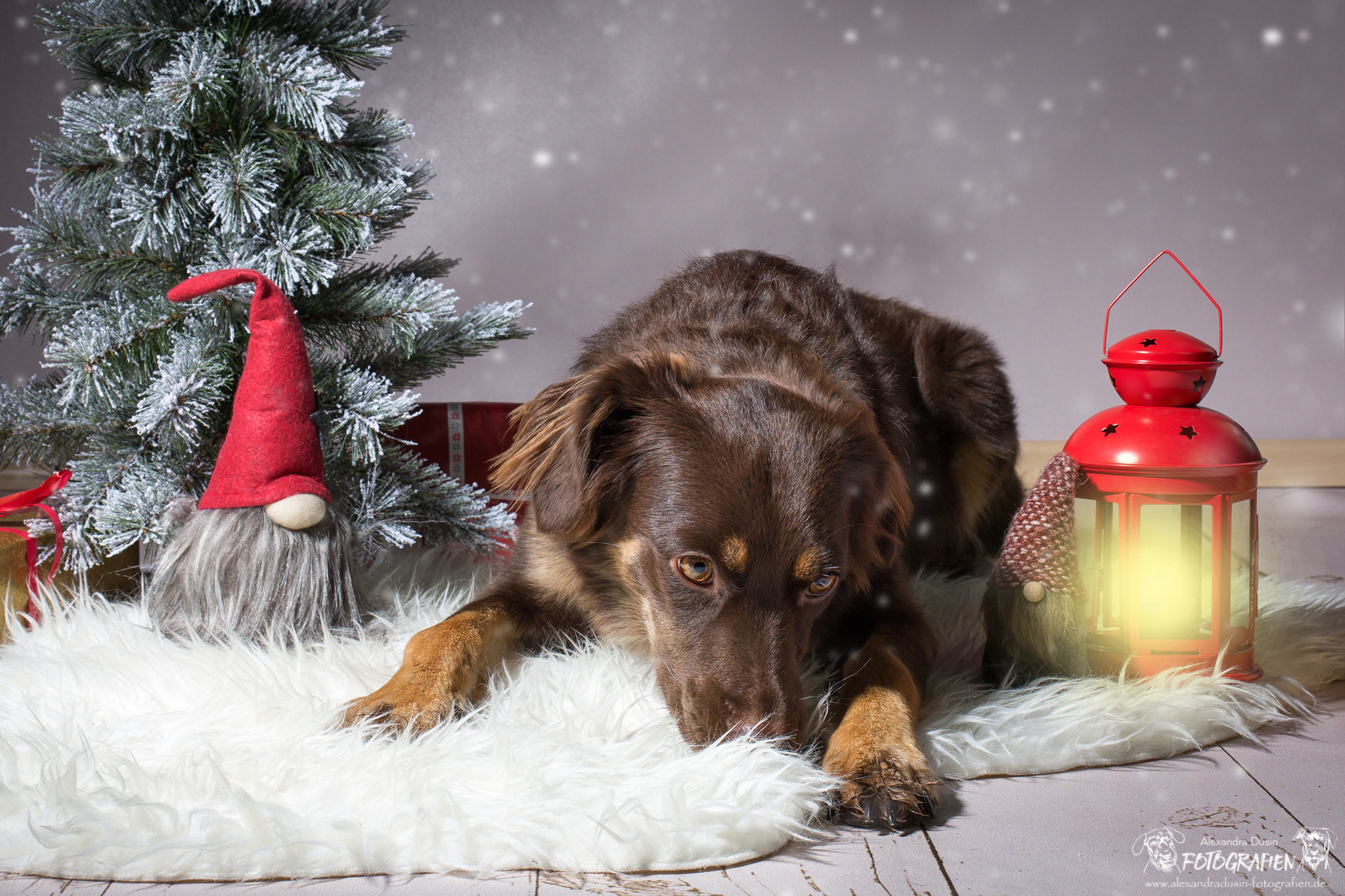Merry Christmas (picture by Alexandra Dusin)