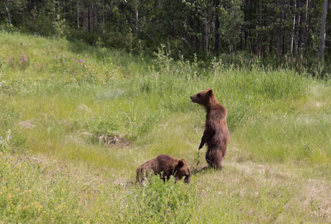 Grizzly Baby´s