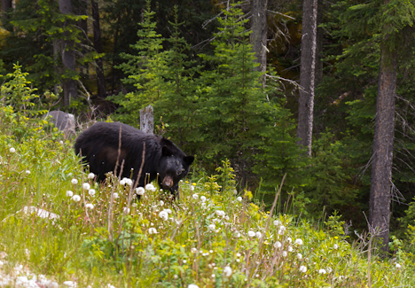 A Black Bear
