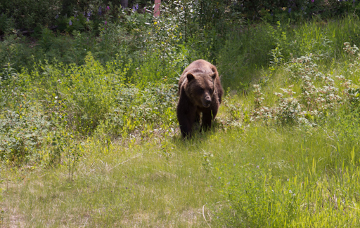 Grizzly Mom