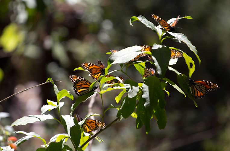Monarch Butterflies